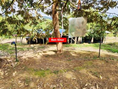 Durian Farm | Kuala Kangsar | 5 Acres | PERAK