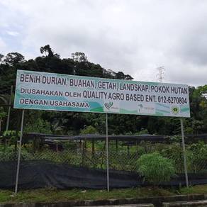Benih Durian Musang King Tulin Harga Runtuh