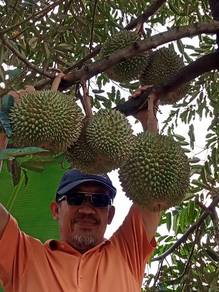 Benih Durian Musang King Tulin Harga Runtuh