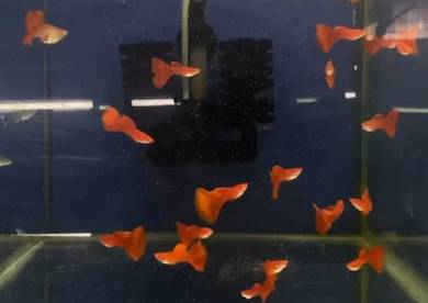 Found 2 Results For Full Red Albino Guppy, Find Almost Anything For Sale In  Malaysia | Mudah.My