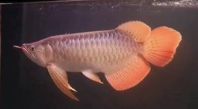 Sepauk super red arowana