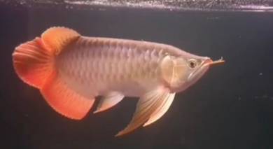 Sepauk super red arowana