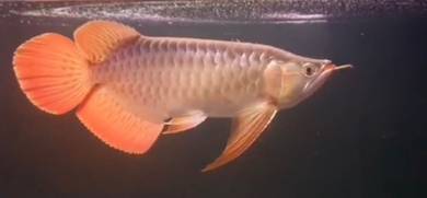 Sepauk super red arowana