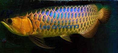 Malaysia golden blue base