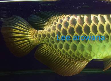 Malaysia golden blue base