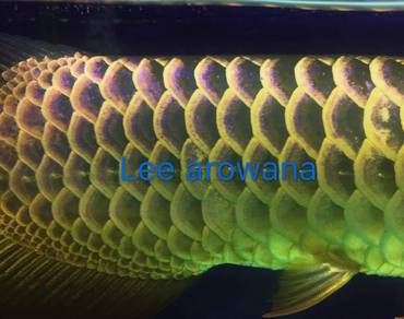 Malaysia golden blue base