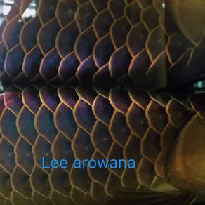 Malaysia golden blue base