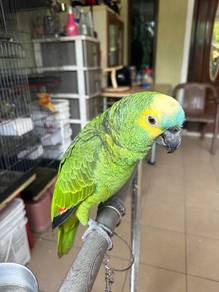 Burung KakakTua(BlueFronted Amazon Parrot Bird)