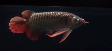Sepauk red arowana
