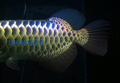 Power blue base arowana