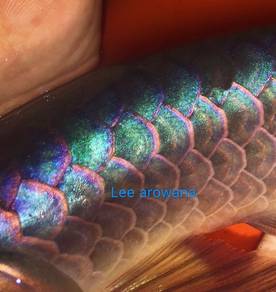 Power blue base arowana