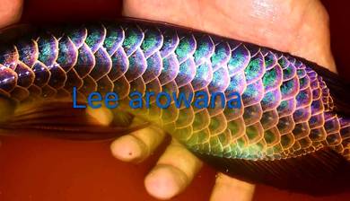 Power blue base arowana