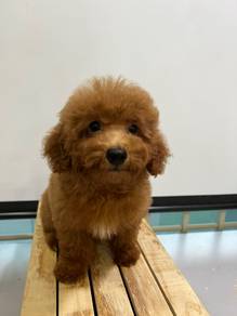Found 2380 Results For Toy Poodle, Find Almost Anything For Sale In  Malaysia | Mudah.My