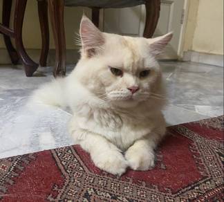 Pure Male Mainecoon Cat For Mating/Mengawan