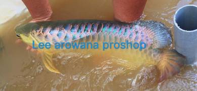 Malaysia golden blue base