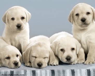 Big Bone Champion Labrador Retriever MKA