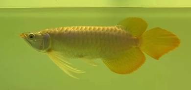 Red arowana indonesia