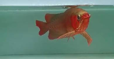 Super red arowana
