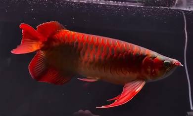 Red Arowana indonesia