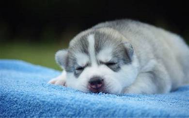 Quality sable Wooly Husky rehome