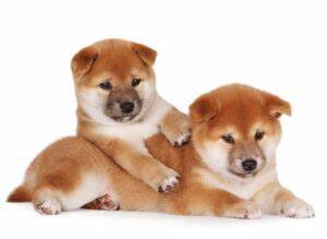 Best Quality Shiba Inu MKA 8 weeks