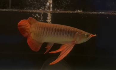 Super red arowana