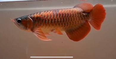 Super red arowana