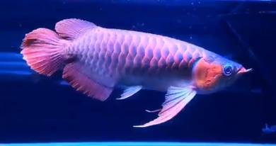 Super red arowana