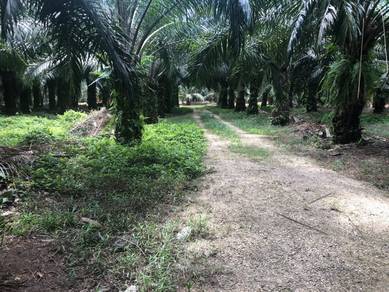 Tanah Kelapa Sawit, Kg Pergam Muar, Johor