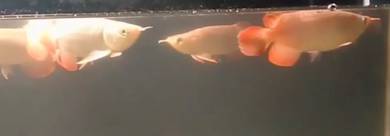 Short body arowana