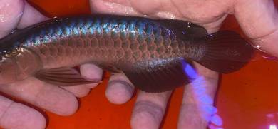 Power blue arowana