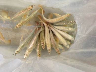 24k golden arowana