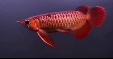 Indored arowana
