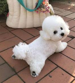 Good Quality bichon 2 weeks MKA