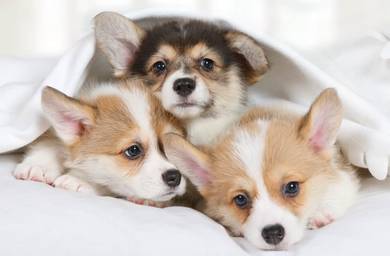 Open for visit Best Quality Corgi MKA 8 weeks