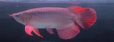 Sepauk arowana