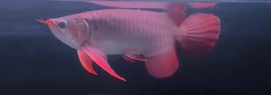 Sepauk arowana