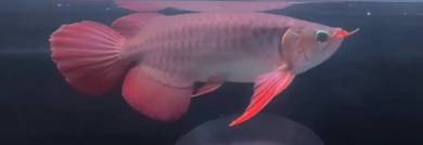Sepauk arowana