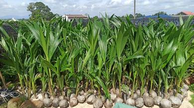 Benih  SGG CN16, Mataq, Pandan, SGG Cross Hijau