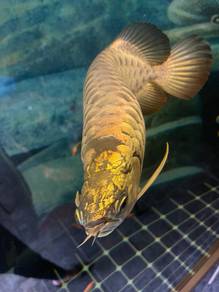 24kgolden arowana