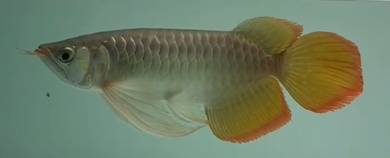 Indonesia red arowana