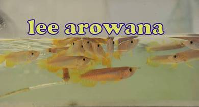 Malaysia golden blue base