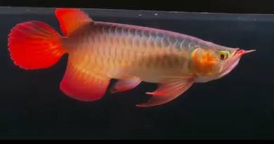 Super red arowana