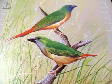 Pintail Parrot Finch by Ong Soo Keat '81
