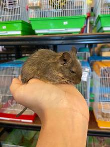 Common Baby Degu Pet