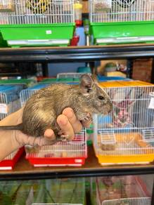Common Baby Degu Pet
