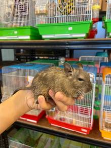 Common Baby Degu Pet