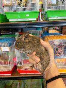 Common Baby Degu Pet
