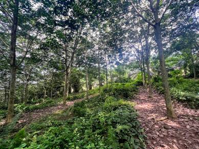 Tanah Kebun Getah Batu Anam Buloh Kasap Segamat