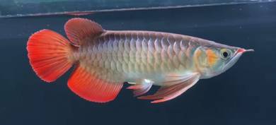 Super red arowana
